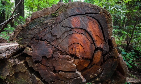 View of the cross-section of a massive redwood tree trunk displaying distinct concentric growth rings and textured bark on the forest floor in Humboldt County, California, United States.