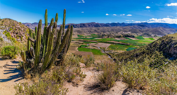 A view past cacti towards the Colca Canyon region in the Andes mountains of Peru in the dry season