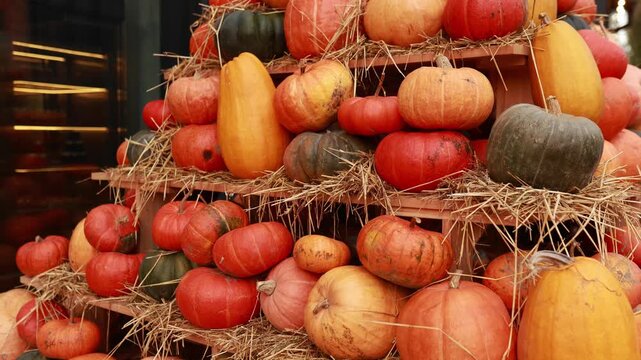 Abundance of various orange, yellow, and green pumpkins stacked on wooden shelves with straw. Rich autumn harvest display, Thanksgiving background, fall season market, and agricultural crop showcase.