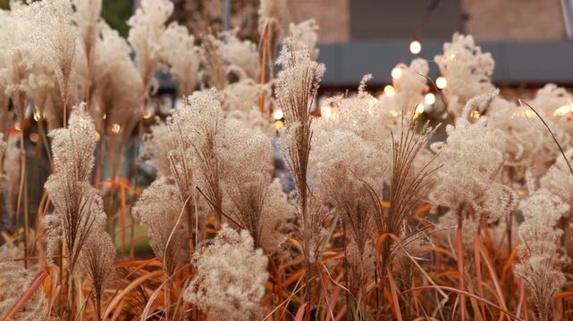 Fluffy dry silvergrass and reeds growing outdoors with soft bokeh lights in the background. Neutral beige autumn natural background concept for bohemian decor, fall season, and botanical design.