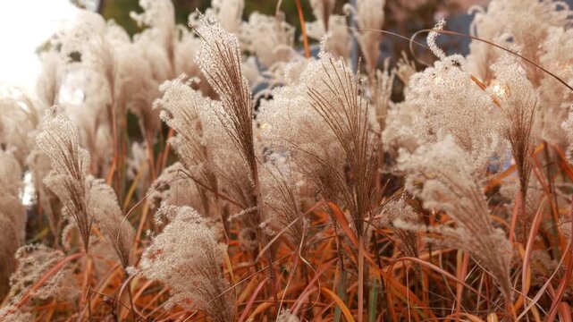 Fluffy dry silvergrass and reeds growing outdoors with soft bokeh lights in the background. Neutral beige autumn natural background concept for bohemian decor, fall season, and botanical design.