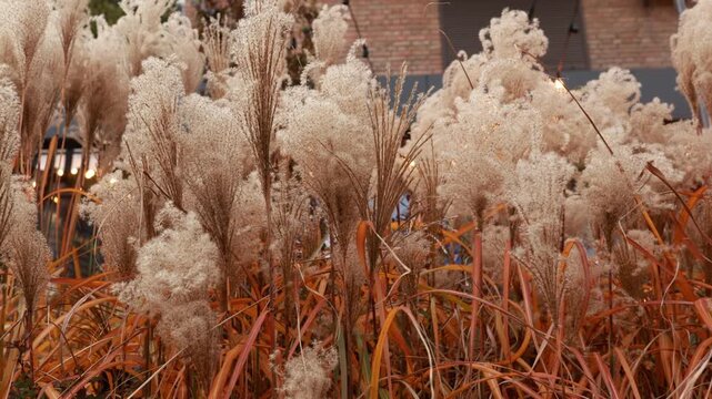 Fluffy dry silvergrass and reeds growing outdoors with soft bokeh lights in the background. Neutral beige autumn natural background concept for bohemian decor, fall season, and botanical design.