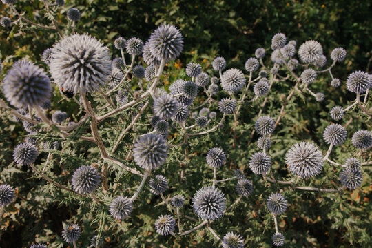 View of globe thistle flowers blooming in a natural field on Vormsi island in Laane County, Estonia.