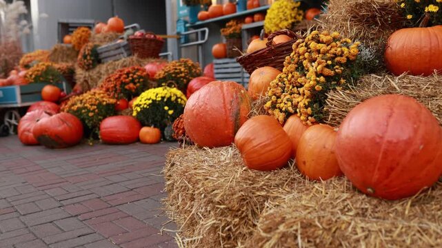 Abundance of ripe orange pumpkins and yellow flowers stacked on straw bales at a street market. Cozy autumn harvest fair decoration, rustic fall festive background, Thanksgiving and Halloween concept.
