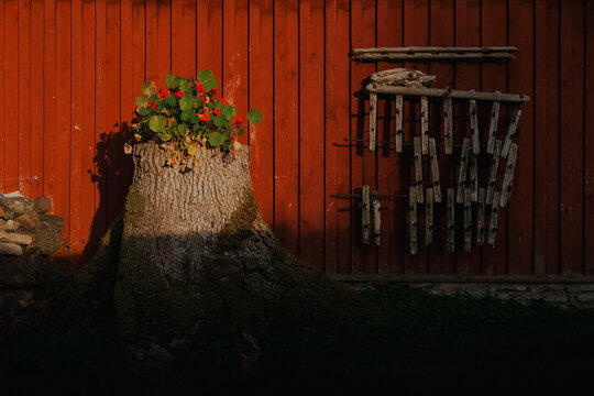 View of Vormsi tree stump planter with red flowers against a rustic red wooden wall in Laane County, Estonia.