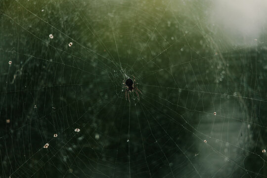 View of a spider sitting in the center of its intricate web covered in morning dew drops in Merikula, Harju maakond, Estonia.