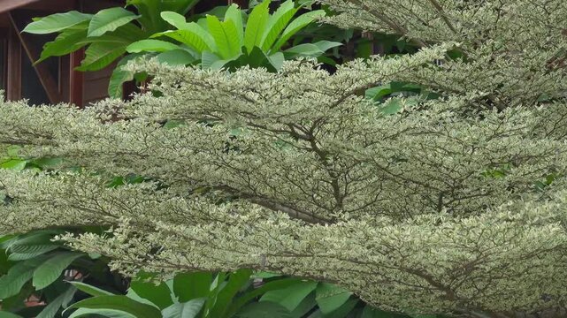 Terminalia Variegated Trees - (Wedding cake tree, Pagoda Dogwood, Cornus controversa) in park of Thailand