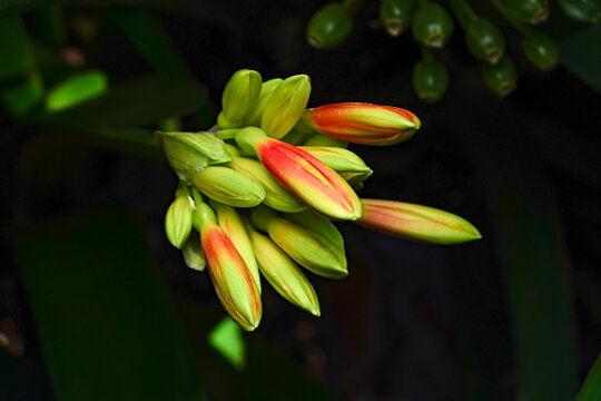 Close-up of orange and green Clivia miniata flower buds surrounded by dark green foliage in a garden, with a softly blurred natural background.