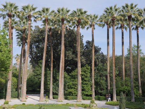 View of a row of tall palm trees lining a paved path in the National Garden of Athens, Greece.