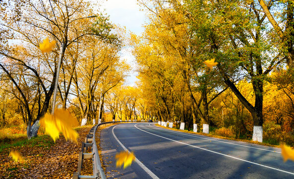 Autumn October travel background -a road avenue and golden trees along the road, an unidentified blurred car at the distance, yellow and orange swirling leaves slowly falling down on the foreground
