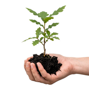 Human hand holding young oak sapling with dark soil