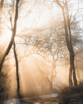 View of Cannock Chase Forest with sun rays filtering through bare winter trees and mist along a woodland path in Staffordshire, England, United Kingdom.