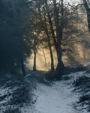 View of a snow-covered path through Cannock Chase Forest with tall trees and golden sunlight filtering through the mist in Staffordshire, England, United Kingdom.