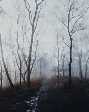 View of Cannock Chase Forest with bare trees, misty atmosphere, and snow-covered ground in Staffordshire, England, United Kingdom.