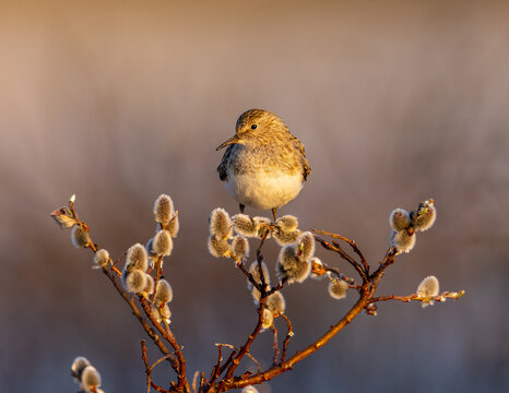 View of a small bird perched on a pussy willow branch with soft catkins in warm golden hour light in Oppdal, Trondelag, Norway.