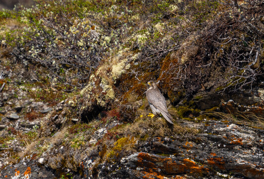 View of a gyrfalcon perched on a rocky, moss-covered slope in the mountainous terrain of Oppdal, Trondelag, Norway.