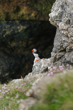 View of an Atlantic puffin with its beak open perched on the rugged limestone cliffs of Bempton, surrounded by coastal wildflowers and green grass in Bempton, England, United Kingdom.