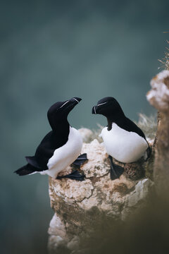 View of two razorbills perched on the rocky edge of Bempton Cliffs with their distinctive black and white plumage and beaks, Bempton, England, United Kingdom.