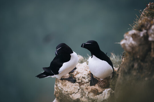View of two razorbills perched on the rocky Bempton cliffs, with one bird standing beside its egg on the ledge in Bempton, England, United Kingdom.