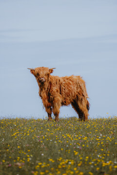View of a Highland cow standing in a field of yellow wildflowers in Bempton, England, United Kingdom.