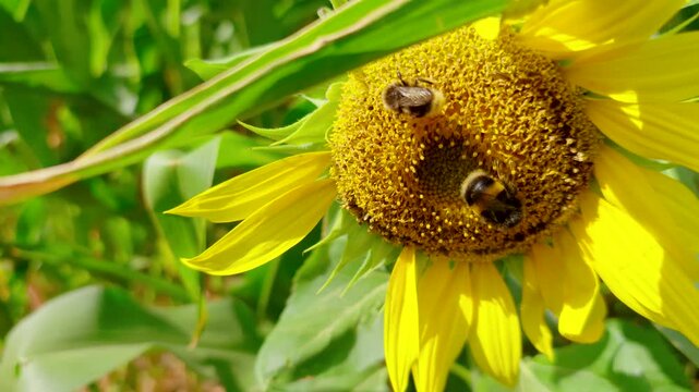 Bumblebees on blooming sunflower head. Close up pollinators among golden petals with rich pollen and vibrant summer garden flora. Wildlife macro with natural pollination ecology and agricultural