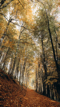View of a forest path covered in fallen autumn leaves surrounded by tall trees with vibrant yellow and orange foliage, CZ.