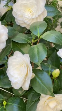 Camellia flowers bloom in a garden setting during daylight hours