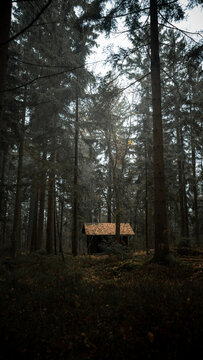 View of a small wooden cabin nestled in a dense, dark forest with tall pine trees and autumn leaves covering the ground and roof in the Czech Republic.