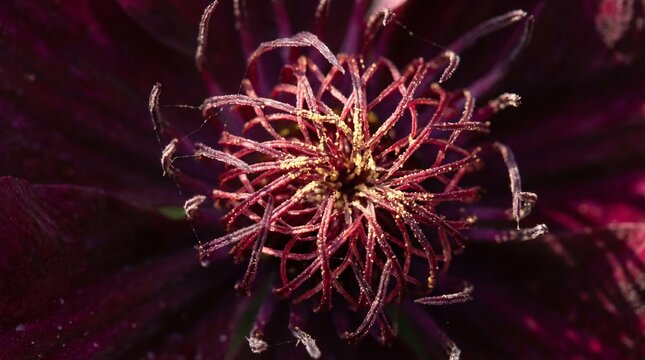 Extreme macro close up of dark purple clematis flower center with golden pollen and detailed stamens