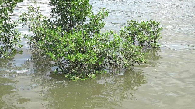 Mangrove forests (advanced young specimens) at the mouth of a muddy river in the Andaman Sea, Thailand