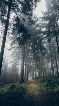 View of a misty forest path winding through tall pine trees in the Czech Republic.
