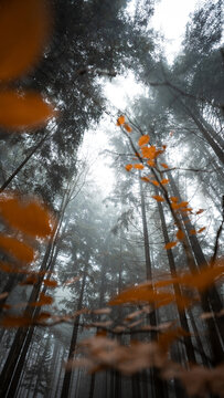 View of a dense, foggy forest with tall trees reaching towards the sky and vibrant orange autumn leaves in the foreground, Czech Republic.