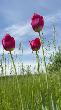 Tulips in the meadow against sky, vertical video.