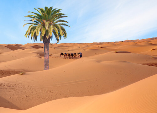 Beautiful desert landscape with sand dunes and one lonely palm - Morocco, Sahara, Merzouga. 