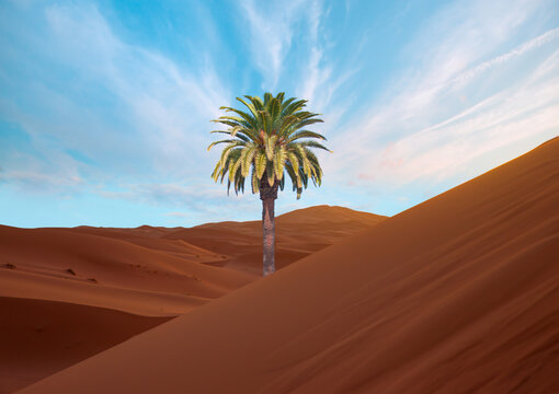 Beautiful desert landscape with sand dunes and one lonely palm - Morocco, Sahara, Merzouga. 