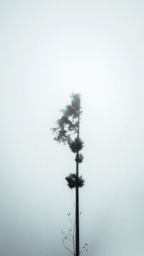 View of a solitary tall tree standing in thick fog in the Czech Republic.