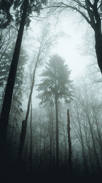 View of tall trees in a dense, misty forest with moody atmosphere and soft diffused light Czech Republic.