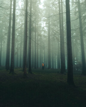 View of a person with an orange backpack walking through a dense, foggy forest with tall pine trees CZ.