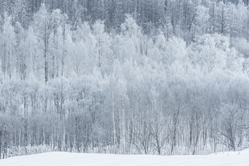 Fototapeta premium Frost-covered trees in an early morning winter landscape in Biei Furano, Hokkaido, Japan
