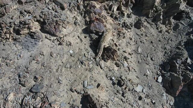 Drone footage of snow leopard mother and cub against the rocky terrain with contrasting textures and tones visible, Snow Leopard,