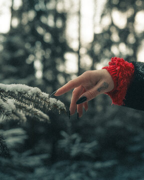 View of a hand with long black nails and a red sleeve reaching toward a snow-covered pine branch in a winter forest in CZ.