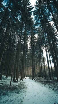 View of a snow-covered path winding through a dense coniferous forest with tall pine trees under a bright winter sky in Svitavy, CZ.