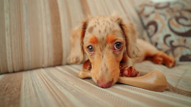 Dachshund puppy lying on a sofa, chewing a bone toy. Pet dog relaxing and playing at home.
