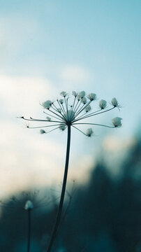 View of a delicate dried wildflower covered in fresh white snow against a soft blue winter sky in Svitavy, Czech Republic.