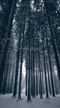 View of tall pine trees in a snow-covered forest during winter in Svitavy, CZ.