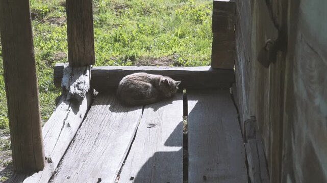 A cute cat sleeping on the wooden porch of a rustic country house on a sunny day