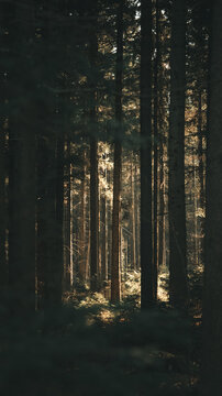 View of tall pine trees in a dense forest with sunlight filtering through the canopy and illuminating the forest floor in Svitavy, CZ.