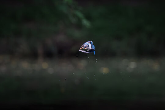 Collared Kingfisher, Todiramphus chloris, in flight in forest park, dynamic head-on flight, variable plumage pattern, greenish-blue crown and upperparts with white collar, dramatic smooth background