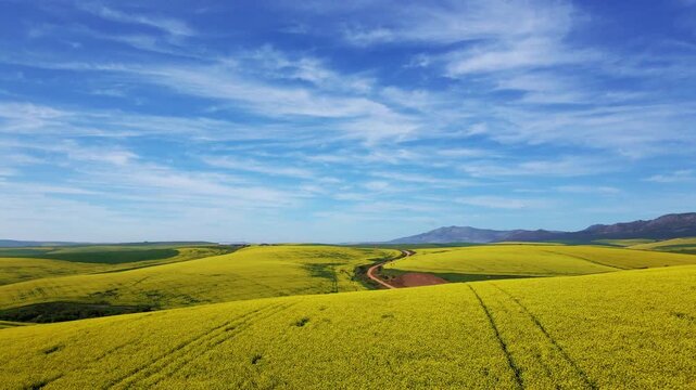 Yellow canola fields, dirt roads and blue skies in the Overberg of South Africa