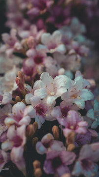 View of pink flowers in full bloom during spring, with soft natural light highlighting the delicate petals in Svitavy, CZ.